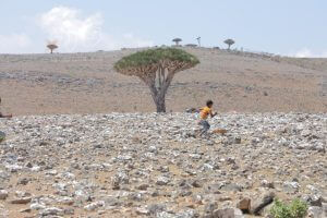 صور من سقطرى