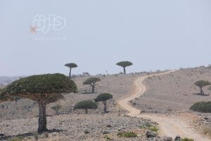 صور من سقطرى