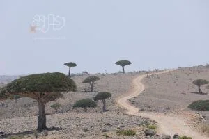 صور من سقطرى